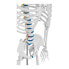 Model anatomiczny szkieletu człowieka 176 cm + Plakat anatomiczny