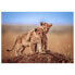 Фото #1 товара Leinwandbild Tiere Brothers Löwen Afrika