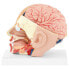 Фото #6 товара Model anatomiczny 3D głowy i mózgu człowieka skala 1:1