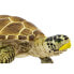 SAFARI LTD Loggerhead Turtle Figure