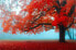 Фото #9 товара Fototapete Blätter Baum Wald Natur 3D