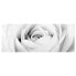 Картина Bilderwelten Bild Close Up Rose 80 x 30 cm - фото #1