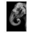 Фото #1 товара Wandbild Portrait of Elephant