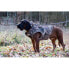 Фото #2 товара Защитный жилет ASD Boater´s Max-5 для собак
