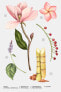 Фото #3 товара Eternal magnolia 100 ml / 3.38 oz