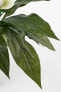Фото #4 товара Kunstpflanze Spathiphyllum