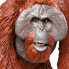 Фото #8 товара Развивающий игровой набор или фигурка для детей Фигурка Safari Ltd Bornean Orangutan Figure Wild Safari (Дикая Сафари)