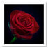 Фото #3 товара Wandbild Rote Rose Blumen Pflanzen Natur