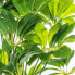 Decorative Plant Alexandra House Living Plastic Schefflera 155 cm