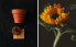 Фото #8 товара Sunflower garden seed pot kit