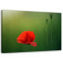 Bild auf leinwand Roter Mohn Natur