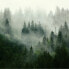 Фото #8 товара Fototapete Wald im Nebel Landschaft 3D
