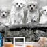 Фото #2 товара Vlies Fototapete Four Puppies