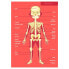 Фото #3 товара EUREKAKIDS Giant 100 piece human body puzzle
