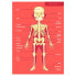 Фото #4 товара EUREKAKIDS Giant 100 piece human body puzzle