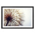 Bild Big Dandelion