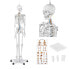 Фото #1 товара Model anatomiczny szkieletu człowieka 176 cm + Plakat anatomiczny