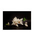 Фото #1 товара Tony08 Magnolia Whites in the Dark Canvas Art - 37" x 49"
