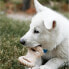 Dog chewing toy Benebone animals