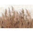 Фото #1 товара Vlies Fototapete Tall Grasses