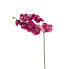 Фото #1 товара Orchidee Phalaenopsis Budy