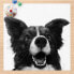 Фото #4 товара Illustration Border Collie Schwarz Weiß