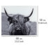 Фото #6 товара Glasrückwand Highland Cattle