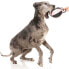 Фото #4 товара Игрушка для собак FUZZYARD ACTIVE Ball Tug Teether