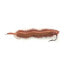 Фото #1 товара EVIA Sand Worm Small Soft Lure