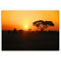 Wandbilder Afrika Baum Sonnenuntergang