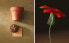 Фото #8 товара Nasturtium flower garden seed pot kit