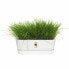 Фото #4 товара Ящик для цветов Elho Planter White 50 cm Plastic