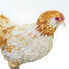 Фото #4 товара SAFARI LTD Ameraucana Chicken Figure