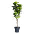 Фото #2 товара Kunstpflanze Ficus 155 cm