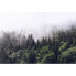 Фото #1 товара Fototapete Foggy Forest