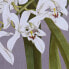 Картина DKD Home Decor Ель Стеклянный 50 x 60 x 2,8 cm 50 x 2,8 x 60 cm Цветы (6 Предметы)