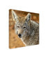 Mitch Catanzaro Coyote in the Desert Canvas Art - 15.5" x 21"