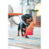 Фото #4 товара Игрушка для собак Red Dingo 23,5 cm Кенгуру Внутренность/Внешний