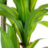 Decorative Plant Alexandra House Living Plastic Dracaena 180 cm