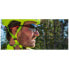 TIFOSI Alliant Interchangeable sunglasses