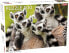 Фото #1 товара Tactic Puzzle 500 Animals: Lemurs