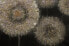 Фото #3 товара Картина ручной работы KUNSTLOFT Meer aus Pusteblumen - акриловое изображение 120х60 см