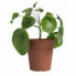Plant pot Artevasi Brown 50 x 50 x 47,7 cm