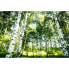 Фото #1 товара Fototapete Sunshine Forest Birken