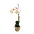 Фото #1 товара Orchidee im Topf Sina