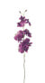 Фото #1 товара Orchidee Oncidium