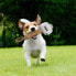 Фото #2 товара Игрушка для собак The Avengers Серый 100 % полиэстер 13 x 10 x 40 cm