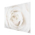 Фото #5 товара Bild Pretty White Rose II