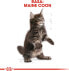 Фото #7 товара Royal Canin Maine Coon Kitten karma sucha dla kociat, do 15 miesiaca, rasy maine coon 0.4kg