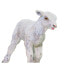 Фото #3 товара Фигурка Safari Ltd Lamb Figure Wild Safari Animals (Дикие сафари животные).